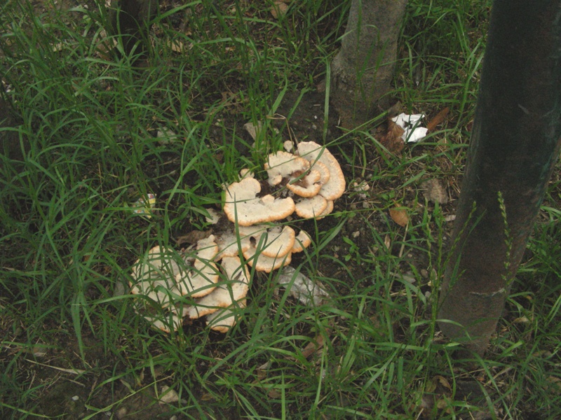 Aphyllophorales molto bello (Abortiporus biennis)